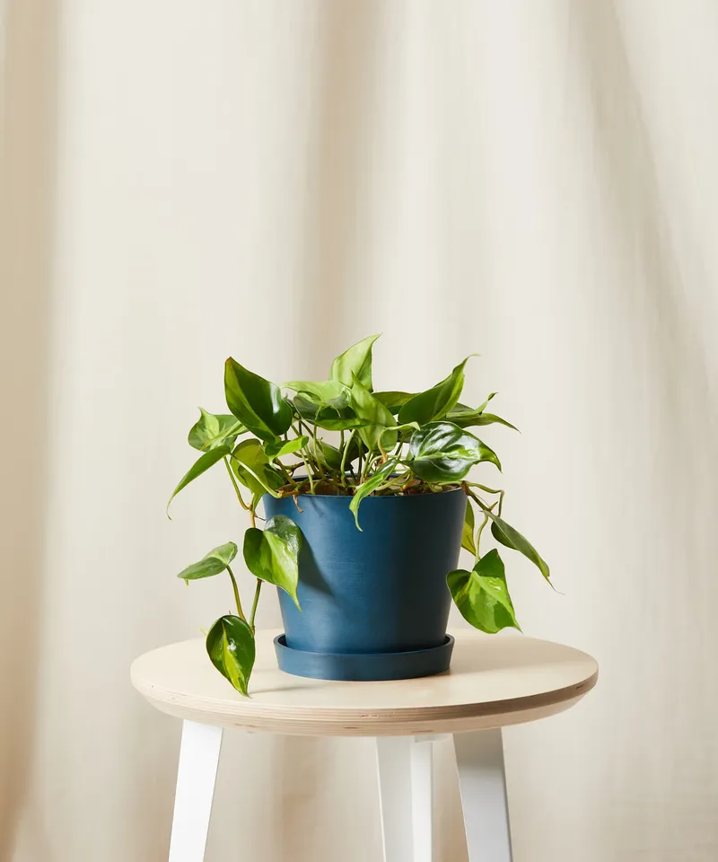 Philodendron Brasil -  Indigo
