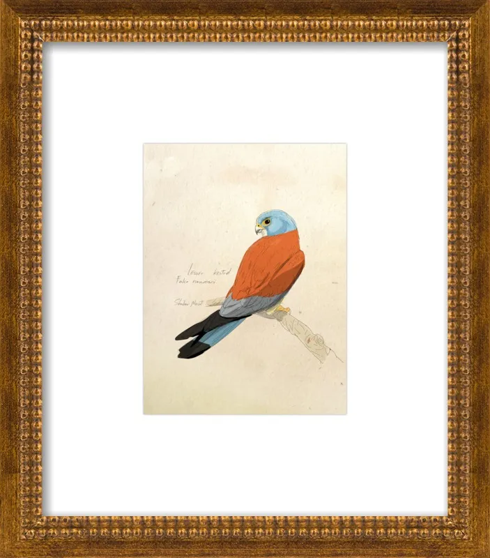 Lesser Kestrel by Shahar Navot for Artfully Walls