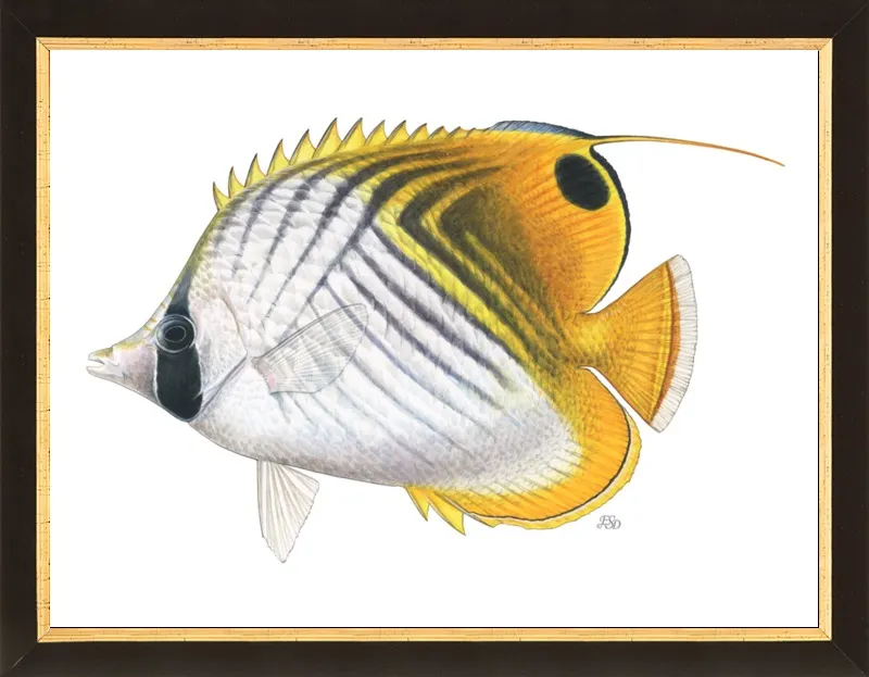 Threadfin butterflyfish by Emily S. Damstra for Artfully Walls