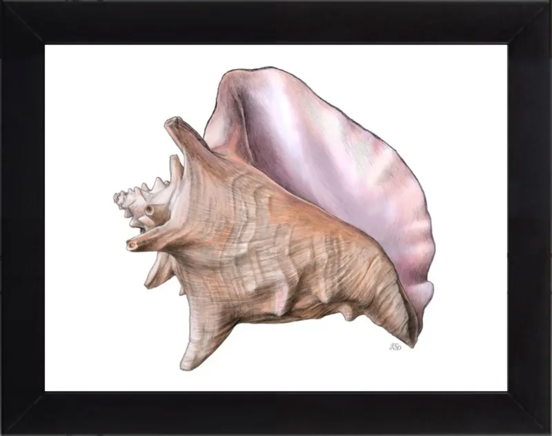 Queen conch  by Emily S. Damstra for Artfully Walls