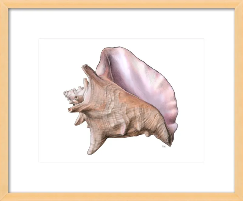 Queen conch  by Emily S. Damstra for Artfully Walls