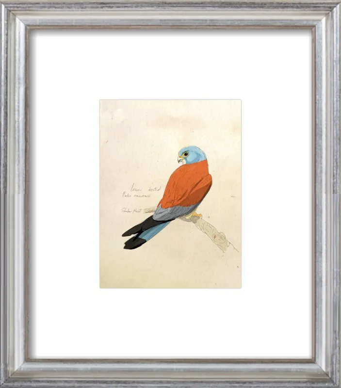 Lesser Kestrel by Shahar Navot for Artfully Walls