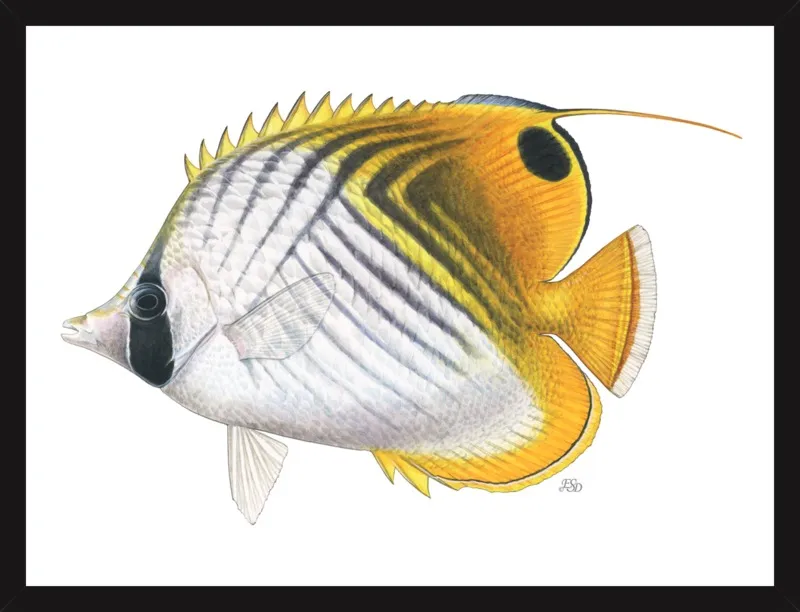 Threadfin butterflyfish by Emily S. Damstra for Artfully Walls