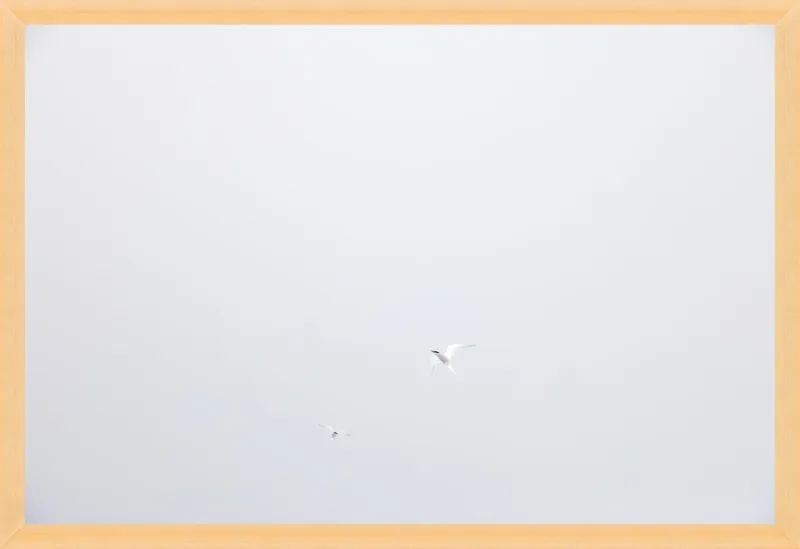 Antarctic Flight by Robert and Tiffany Peterson for Artfully Walls
