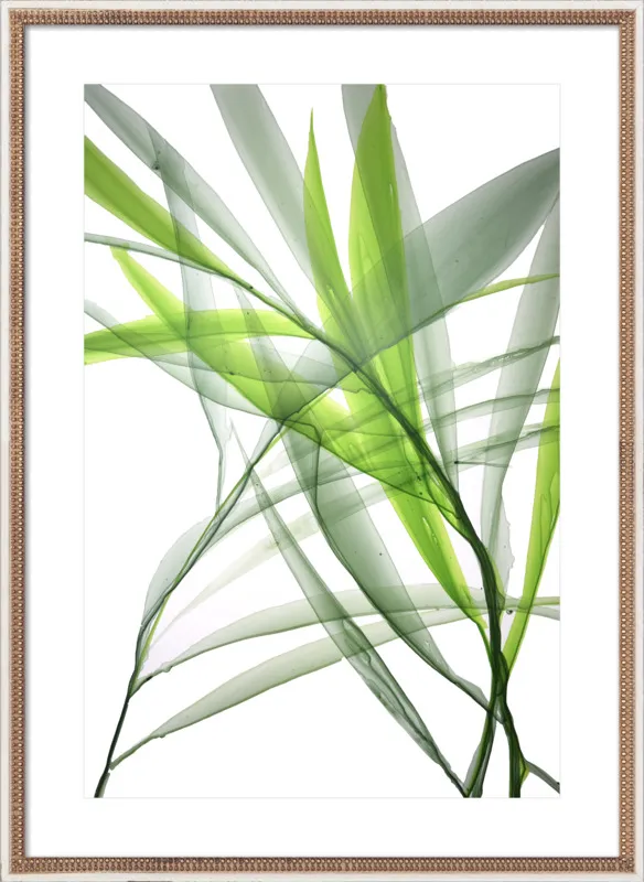 Tropical Study no. 3 by Marina Dunbar  for Artfully Walls