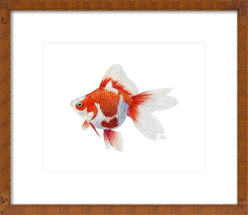 Japanese ryukin goldfish by Emily S. Damstra for Artfully Walls
