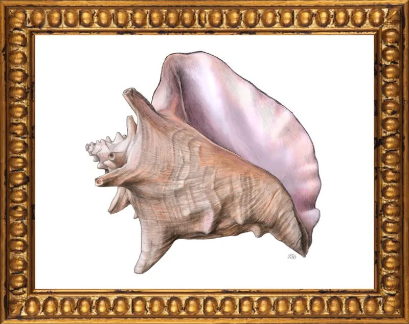 Queen conch  by Emily S. Damstra for Artfully Walls