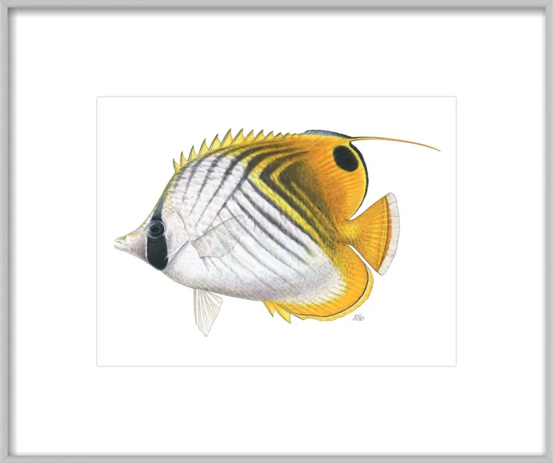 Threadfin butterflyfish by Emily S. Damstra for Artfully Walls