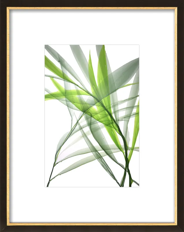 Tropical Study no. 3 by Marina Dunbar  for Artfully Walls