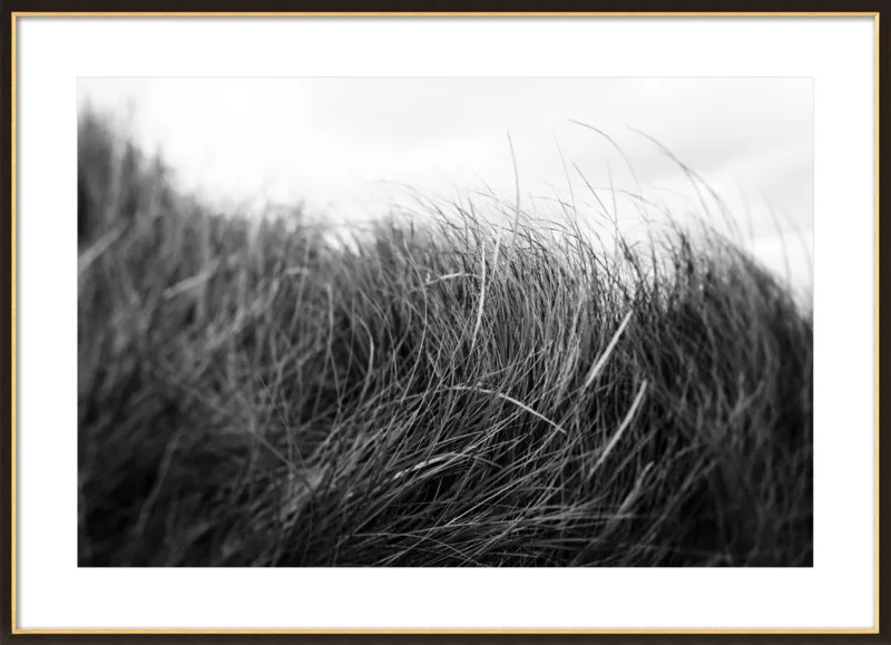 Beach Grass #3 by Alicia Bock for Artfully Walls
