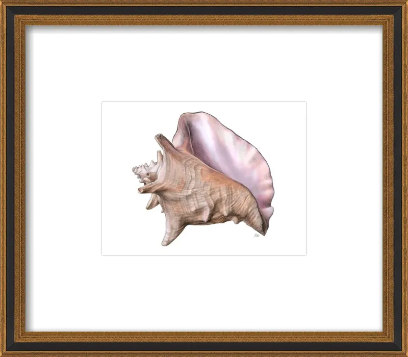Queen conch  by Emily S. Damstra for Artfully Walls