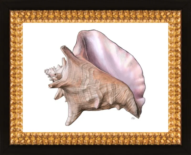 Queen conch  by Emily S. Damstra for Artfully Walls