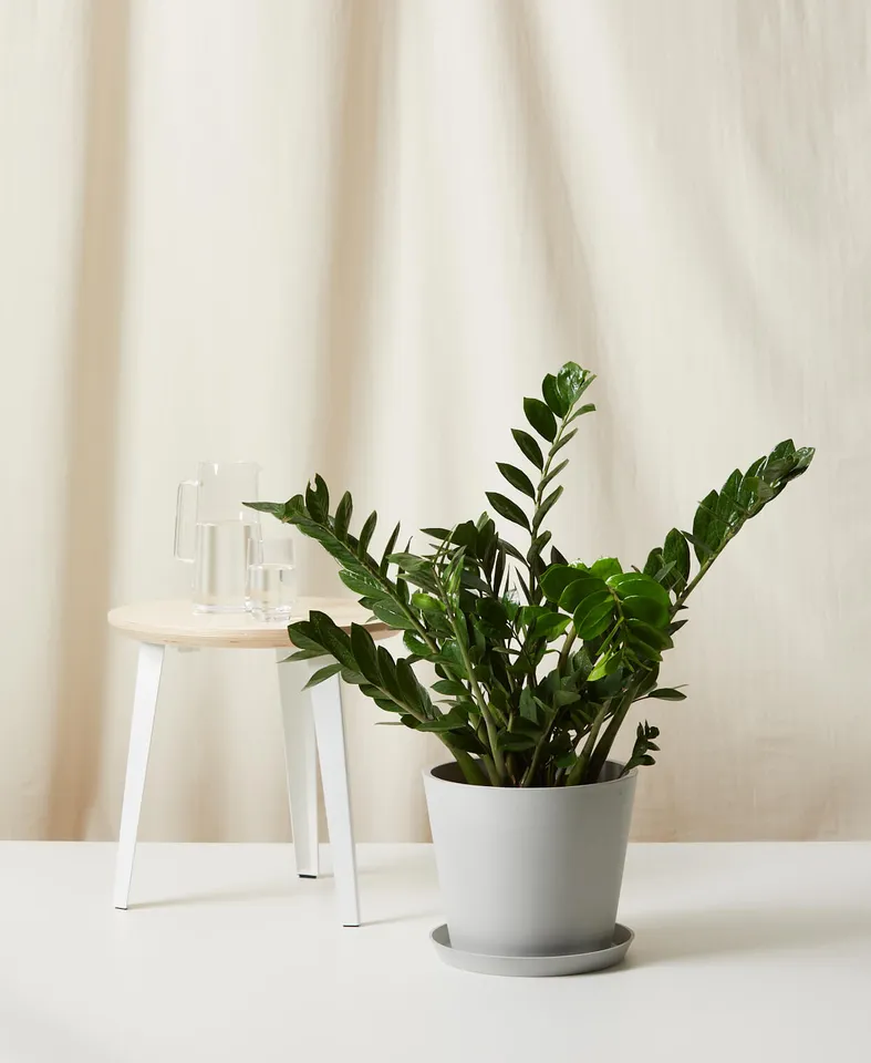 ZZ Plant, Stone Pot