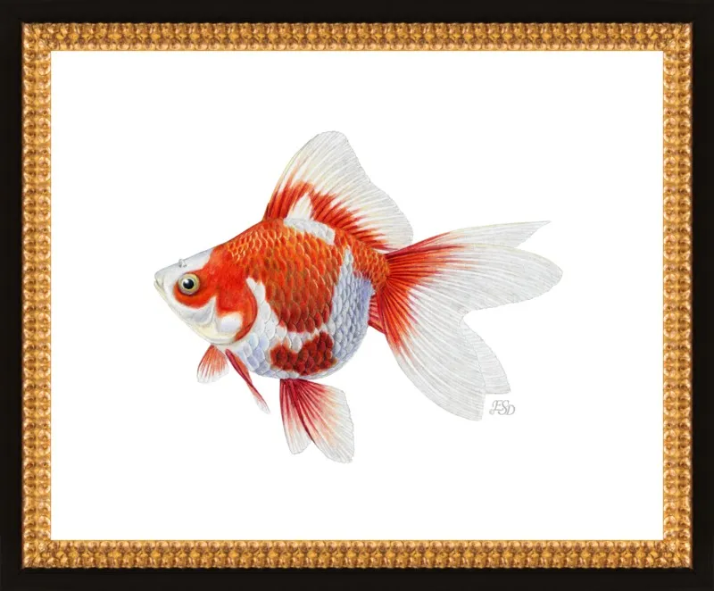 Japanese ryukin goldfish by Emily S. Damstra for Artfully Walls