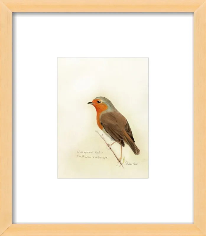 European Robin by Shahar Navot for Artfully Walls