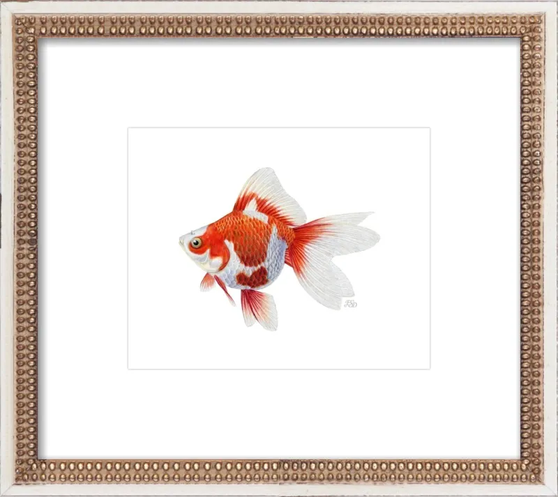 Japanese ryukin goldfish by Emily S. Damstra for Artfully Walls
