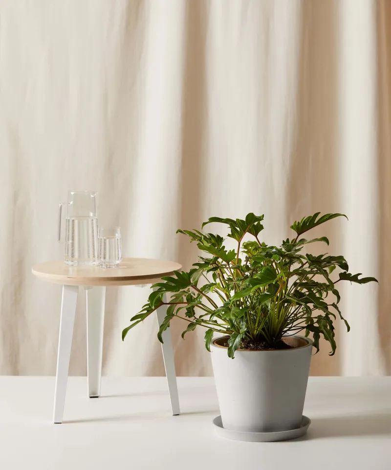 Philodendron Xanadu -  Stone