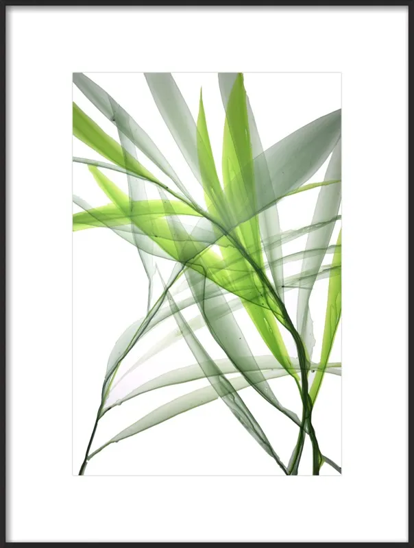 Tropical Study no. 3 by Marina Dunbar  for Artfully Walls