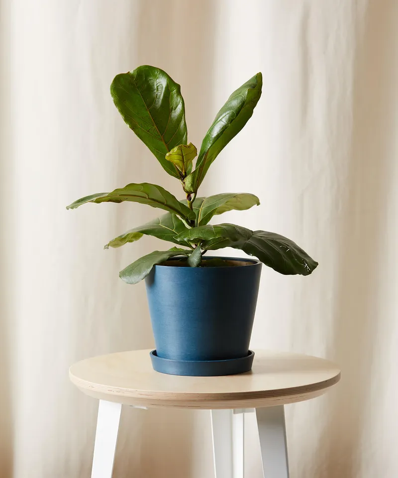 Little Fiddle Leaf Fig -  Indigo