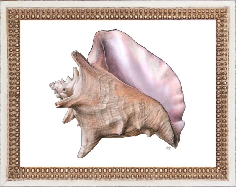 Queen conch  by Emily S. Damstra for Artfully Walls