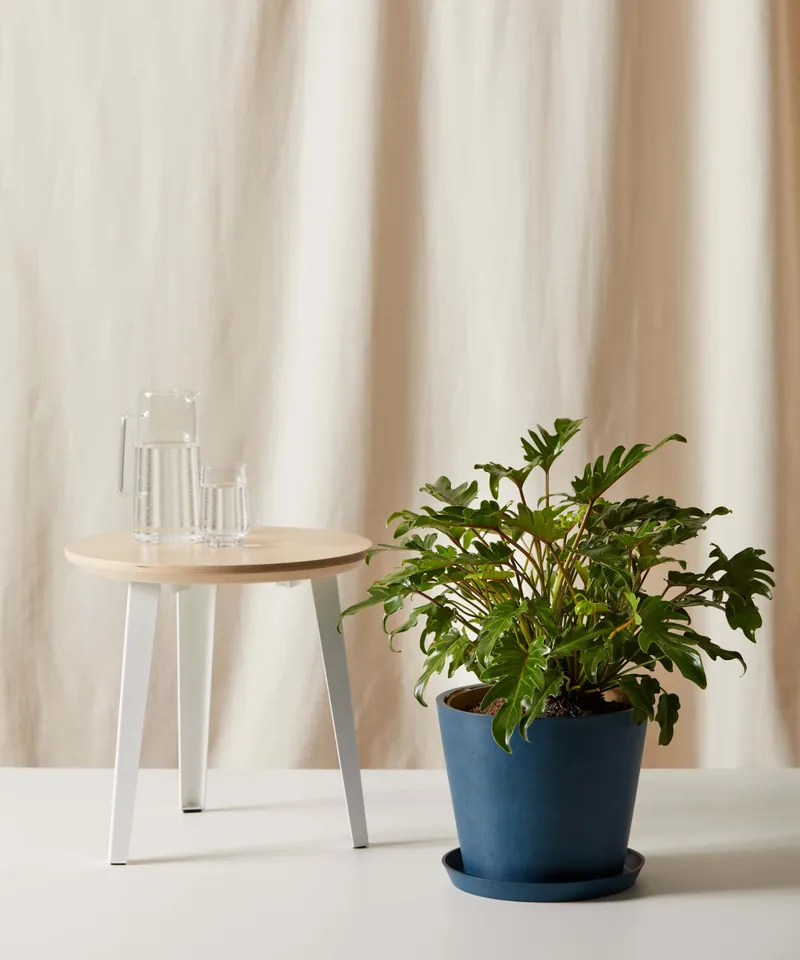 Philodendron Xanadu -  Indigo