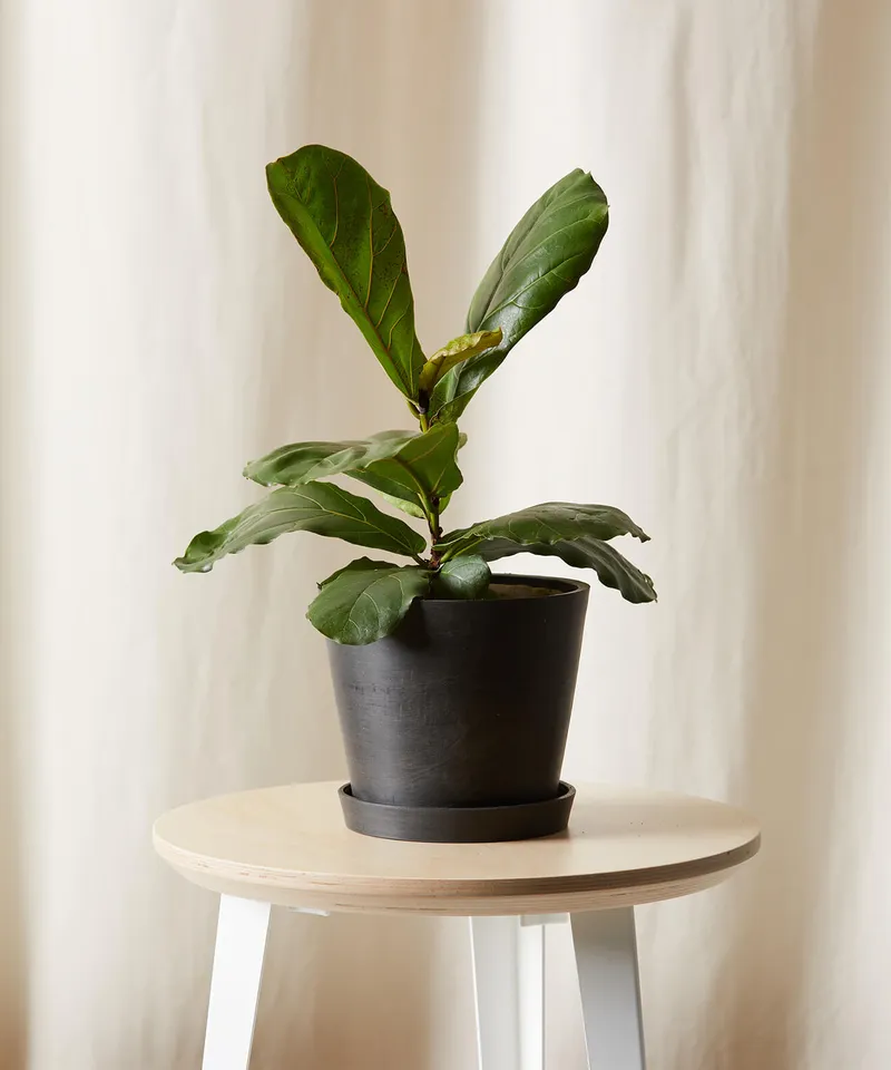 Little Fiddle Leaf Fig -  Charcoal