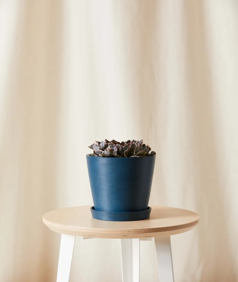 Echeveria Rosea -  Indigo
