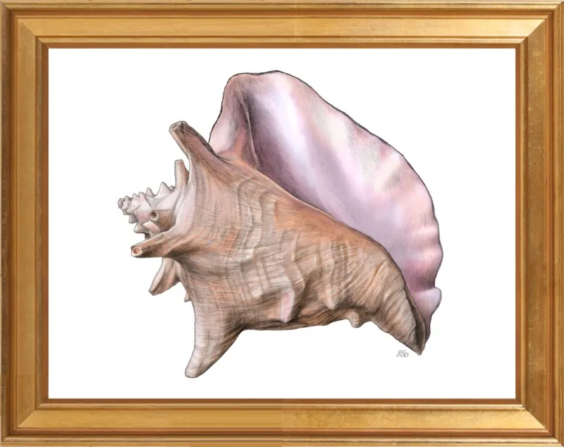 Queen conch  by Emily S. Damstra for Artfully Walls