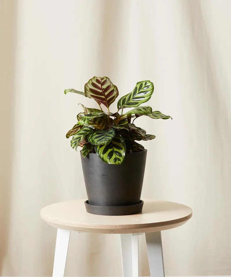 Calathea Peacock -  Charcoal