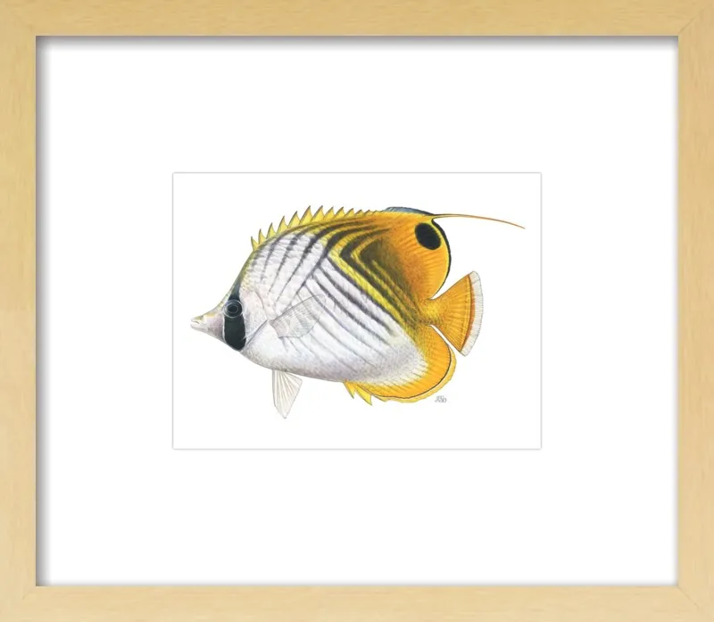 Threadfin butterflyfish by Emily S. Damstra for Artfully Walls