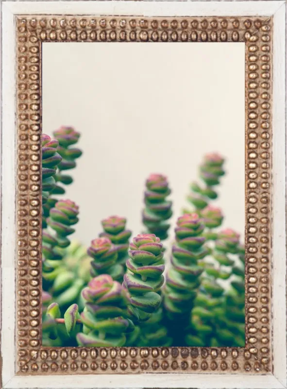 Succulent by Olivia Joy StClaire for Artfully Walls