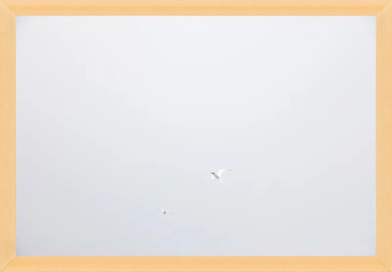 Antarctic Flight by Robert and Tiffany Peterson for Artfully Walls