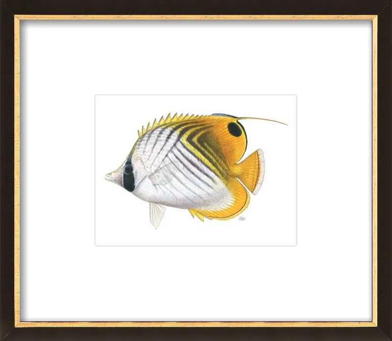 Threadfin butterflyfish by Emily S. Damstra for Artfully Walls