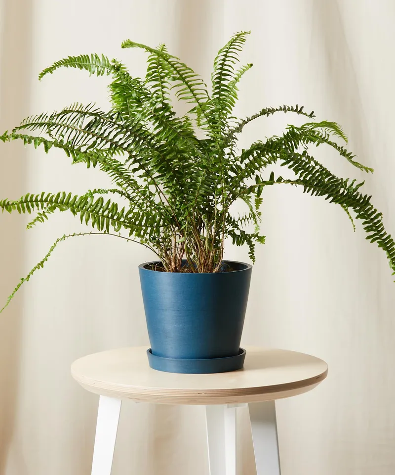 Kimberly Queen Fern -  Indigo