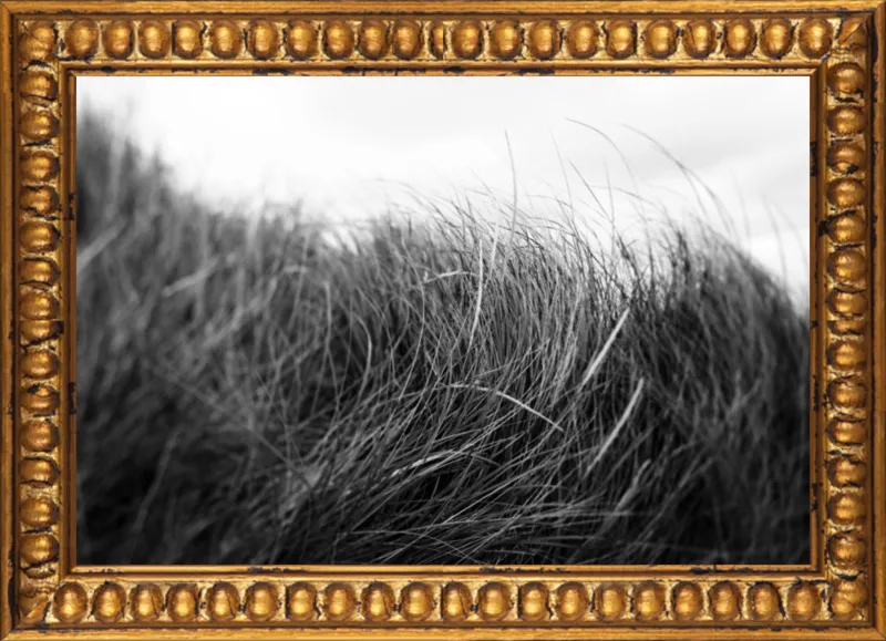 Beach Grass #3 by Alicia Bock for Artfully Walls