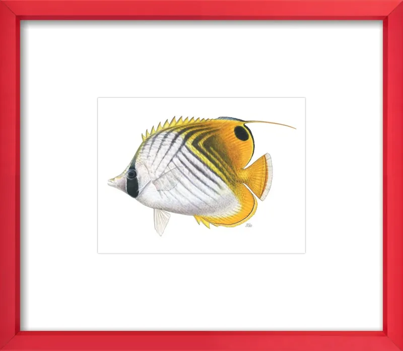 Threadfin butterflyfish by Emily S. Damstra for Artfully Walls