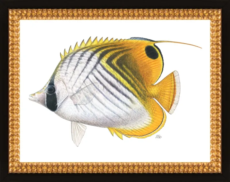 Threadfin butterflyfish by Emily S. Damstra for Artfully Walls