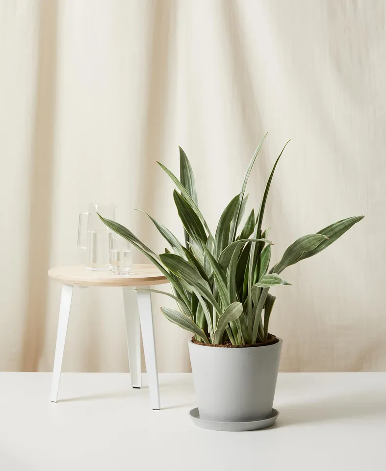 Sansevieria Sayuri, Stone Pot