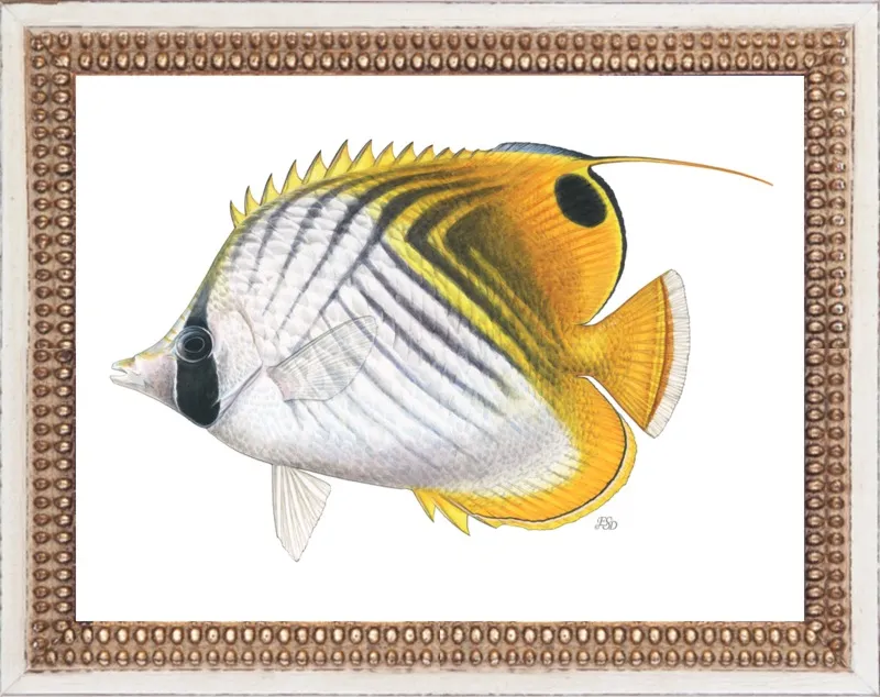 Threadfin butterflyfish by Emily S. Damstra for Artfully Walls