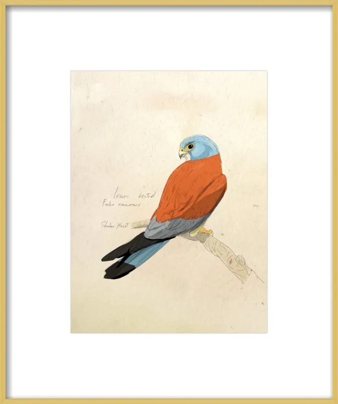 Lesser Kestrel by Shahar Navot for Artfully Walls