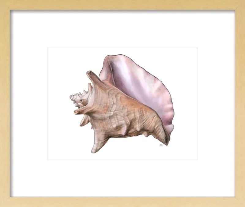 Queen conch  by Emily S. Damstra for Artfully Walls