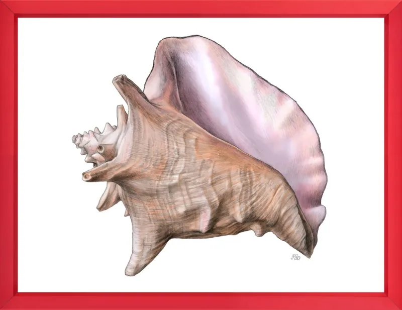 Queen conch  by Emily S. Damstra for Artfully Walls