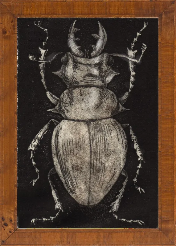 Grey Beetle on Black by Tennopent Sooster for Artfully Walls