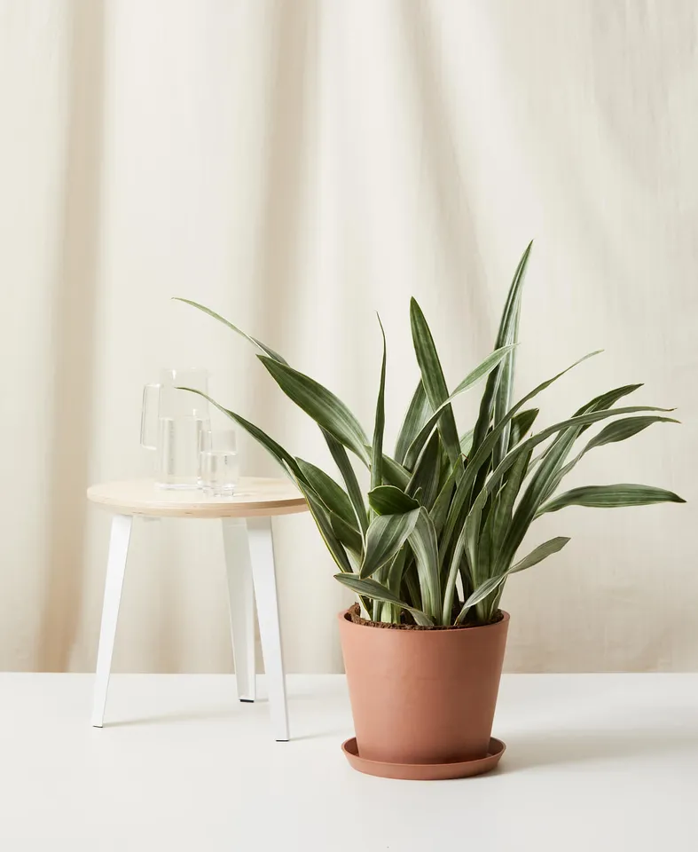 Sansevieria Sayuri -  Clay