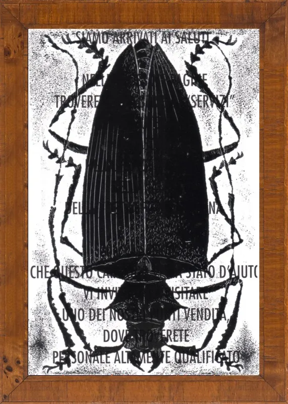 Black Beetle on Words by Tennopent Sooster for Artfully Walls