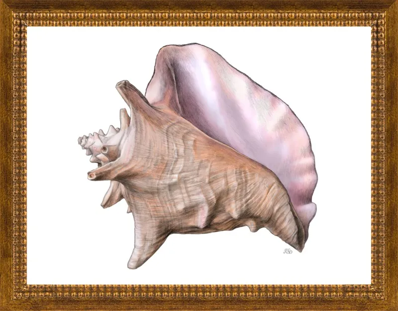 Queen conch  by Emily S. Damstra for Artfully Walls