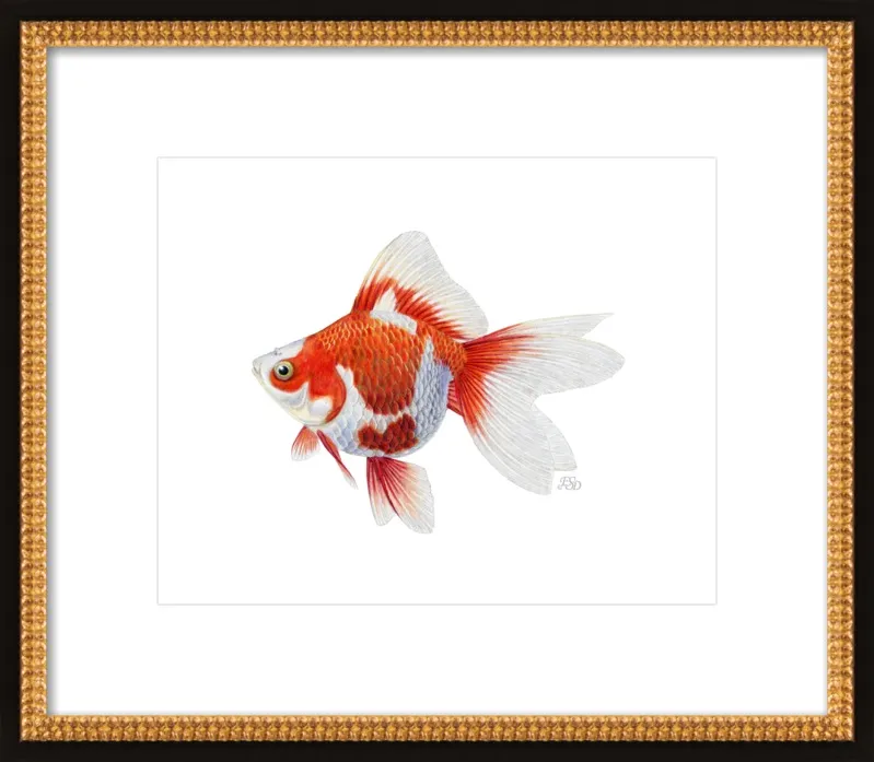 Japanese ryukin goldfish by Emily S. Damstra for Artfully Walls