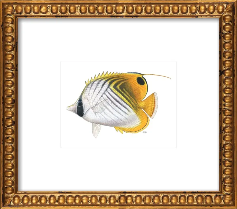 Threadfin butterflyfish by Emily S. Damstra for Artfully Walls