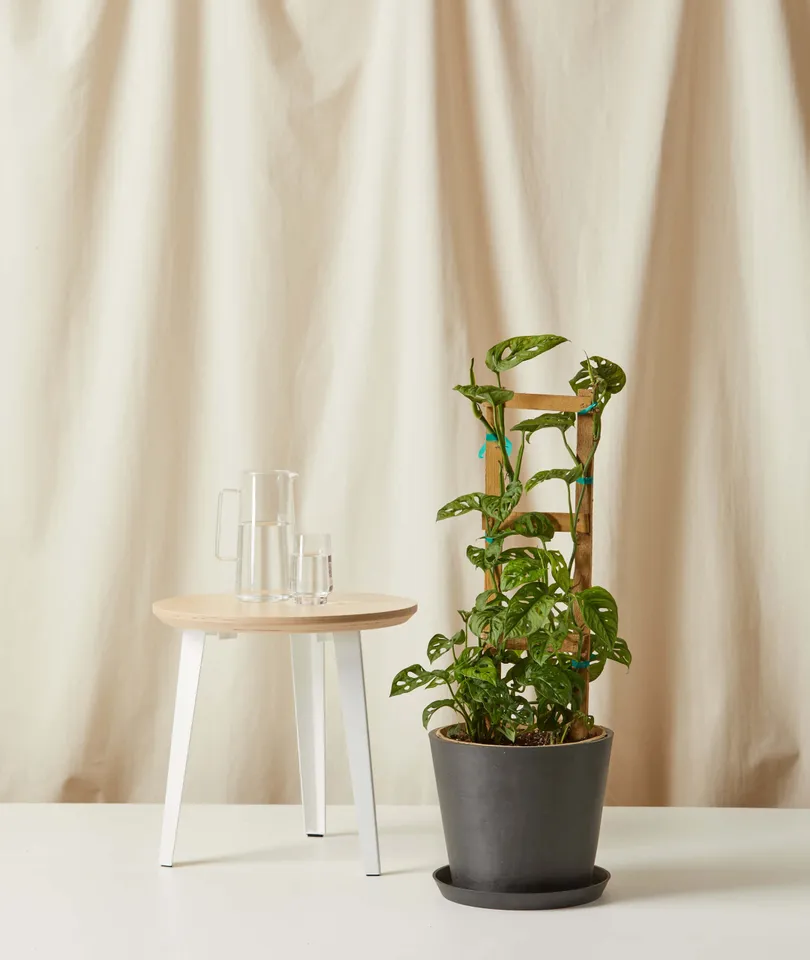Monstera Adansonii Trellis -  Charcoal