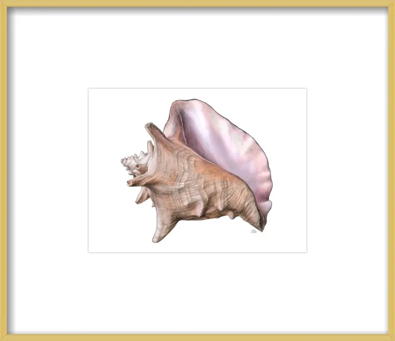 Queen conch  by Emily S. Damstra for Artfully Walls